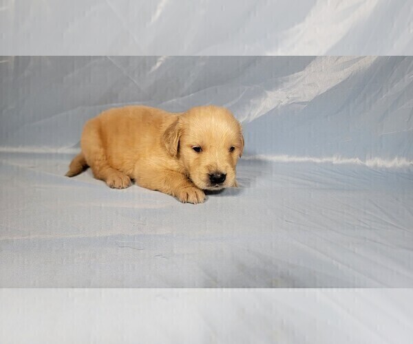 Medium Photo #28 Golden Retriever Puppy For Sale in FALCON, CO, USA