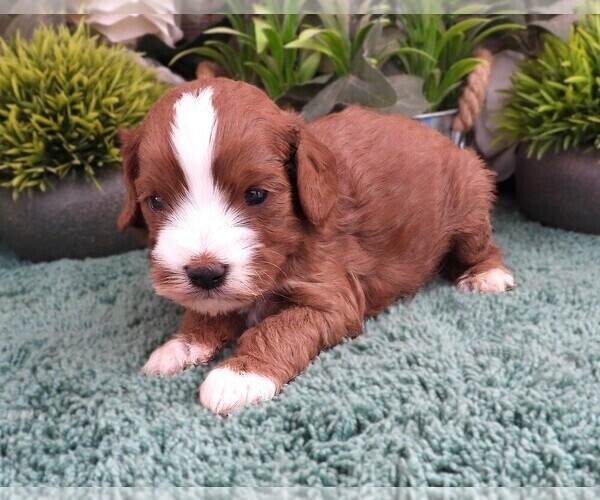Medium Photo #2 Cavapoo (Miniature) Puppy For Sale in CARLISLE, KY, USA