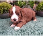 Small #1 Cavapoo (Miniature)