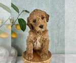 Small #2 Goldendoodle (Miniature)