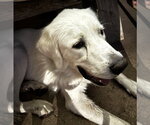 Small #2 Great Pyrenees