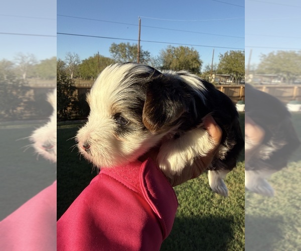 Medium Photo #8 Yorkshire Terrier Puppy For Sale in SCHERTZ, TX, USA