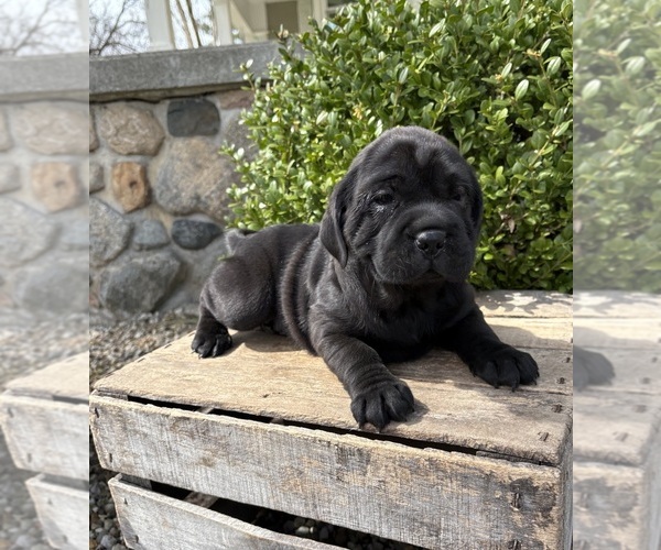 Medium Photo #1 Cocker-Pei Puppy For Sale in MIDDLEBURY, IN, USA