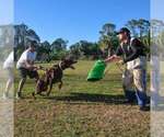 Small #22 Doberman Pinscher