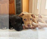 Small #3 American Staffordshire Terrier Mix
