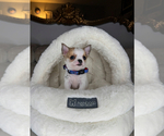 Small #2 Chihuahua