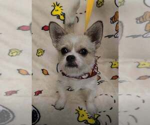 ShiChi Dogs for adoption in New York, NY, USA
