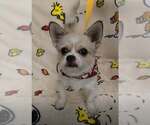 Oliver (AL) - Male ShiChi Dog for Adoption - Small photo