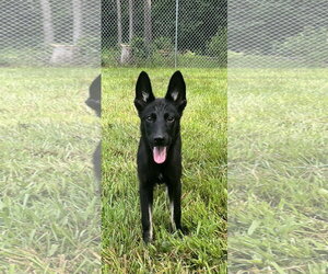 German Shepherd Dog-Unknown Mix Dogs for adoption in Centreville, VA, USA