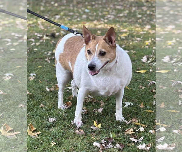 Medium Photo #1 Jack Russell Terrier-Unknown Mix Puppy For Sale in Batavia, NY, USA