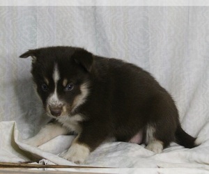 Siberian Husky-Texas Heeler Mix Puppy for sale in FREDERICKSBURG, OH, USA
