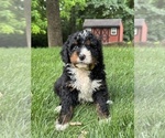 Small #3 Bernedoodle (Miniature)