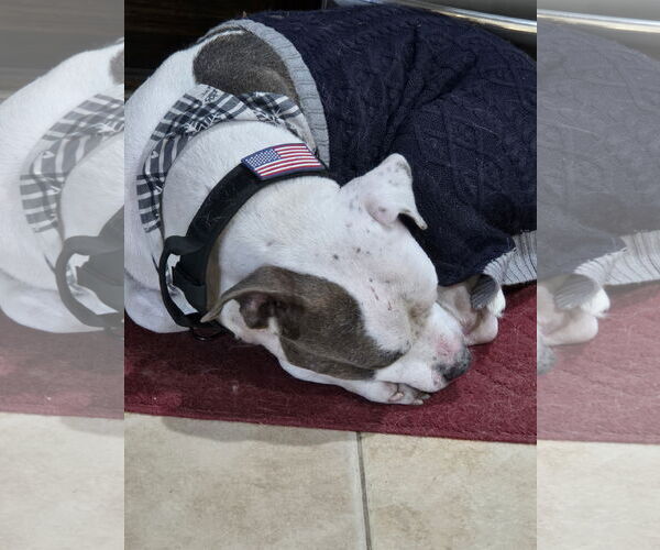 Medium Photo #15 Staffordshire Bull Terrier-Unknown Mix Puppy For Sale in The Woodlands, TX, USA