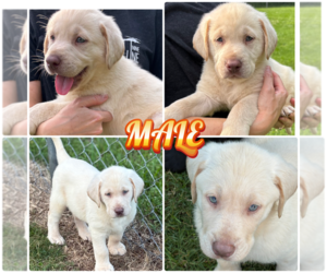 Labrador Retriever Puppy for sale in CORYDON, IN, USA
