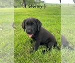 Puppy Stormy Labrador Retriever