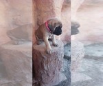 Small Mastiff