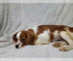 Small #4 Cavalier King Charles Spaniel