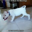 Small Photo #95 Dogo Argentino Puppy For Sale in PINEVILLE, MO, USA
