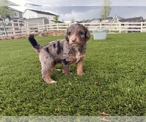Medium Bernedoodle