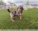 Puppy Helen Bernedoodle