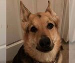 Small German Shepherd Dog Mix
