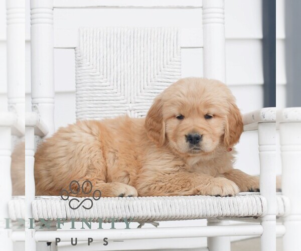Medium Photo #3 Golden Retriever Puppy For Sale in COATESVILLE, PA, USA