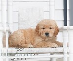 Small #2 Golden Retriever