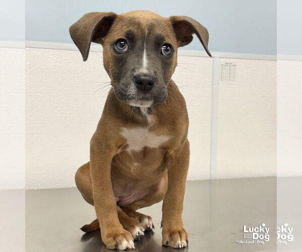 Medium Photo #4 Bulldog-Labrador Retriever Mix Puppy For Sale in Washington, DC, USA