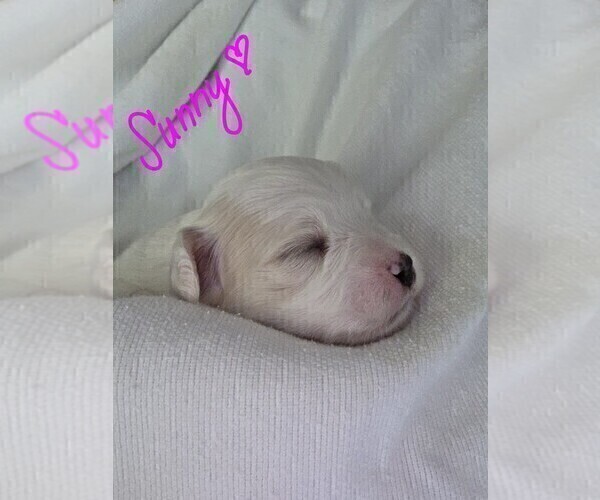 Medium Photo #7 Maltipoo Puppy For Sale in BREMERTON, WA, USA