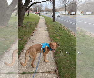 Wishbone - Male Labrador Retriever-Unknown Mix Dog for Adoption - Photo #4