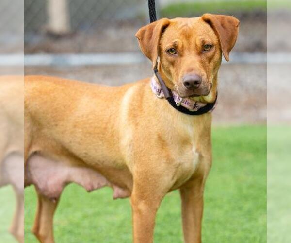 Medium Photo #2 Labrador Retriever-Unknown Mix Puppy For Sale in Camarillo, CA, USA