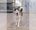 Small Siberian Husky