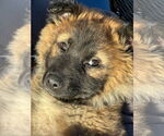 Small #24 German Shepherd Dog