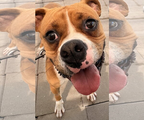 Medium Photo #4 Boxer Puppy For Sale in  Katy, TX, USA