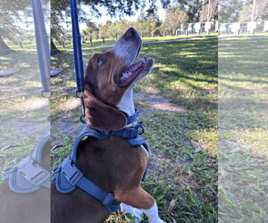 Banjo J - Male Beagle Dog for Adoption - Photo #3