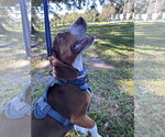 Small Photo #3 Beagle Puppy For Sale in Tampa, FL, USA
