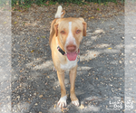 Small #14 Labrador Retriever Mix