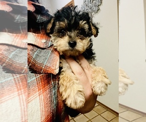 YorkiePoo Puppy for sale in SPRINGVILLE, CA, USA