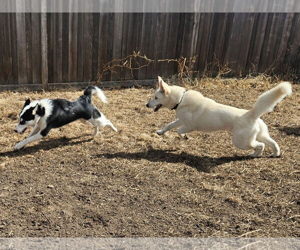 Medium Photo #9 Huskies -Unknown Mix Puppy For Sale in Crystal, MN, USA