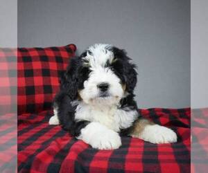Miniature Bernedoodle Puppy for sale in DALTON, OH, USA