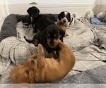 Small Photo #3 Dachshund Puppy For Sale in TERRELL, TX, USA