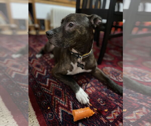 Medium Photo #10 Staffordshire Bull Terrier-Unknown Mix Puppy For Sale in Farmington, MN, USA