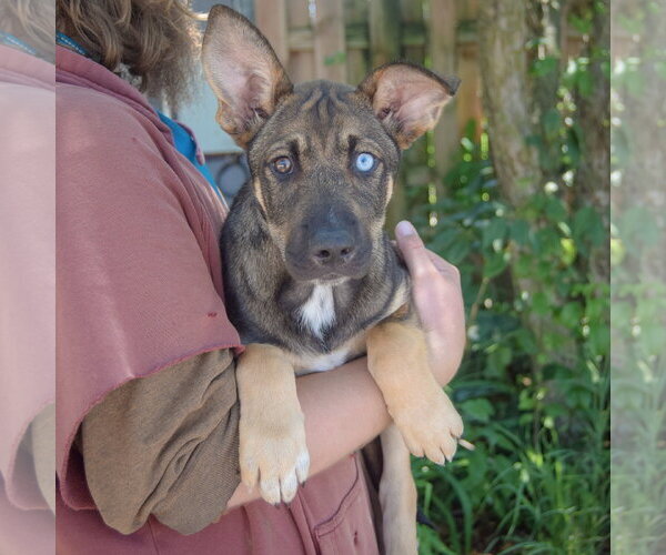 Medium Photo #3 Australian Shepherd-German Shepherd Dog Mix Puppy For Sale in Huntley, IL, USA