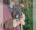 Small #2 Australian Shepherd-German Shepherd Dog Mix