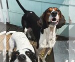 Small Photo #2 Treeing Walker Coonhound Puppy For Sale in virginia beach, VA, USA
