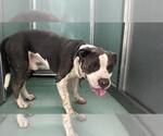 Small American Pit Bull Terrier Mix