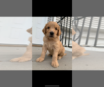 Small Photo #47 Goldendoodle Puppy For Sale in RATHDRUM, ID, USA