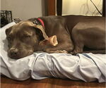 Small #10 Staffordshire Bull Terrier Mix