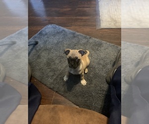 Chug Puppy for Sale in HADLEY, Kentucky USA