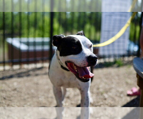 Medium Photo #10 American Pit Bull Terrier-Unknown Mix Puppy For Sale in Raleigh, NC, USA